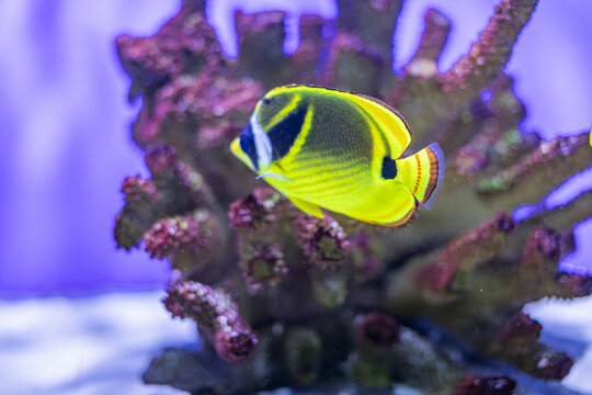Underwater scene with clownfish yellow, black, white, swimming above purple-green coral reef Realistic photograph of marine life, a