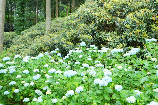 山間の杉木立の中で咲く青いあじさいと石楠花の葉【和歌山県】