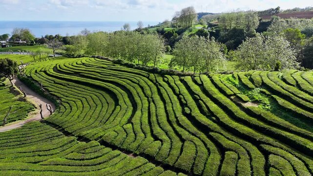 Lush tea fields forming curved terrace patterns on green slopes of Sao Miguel, Azores, aerial view