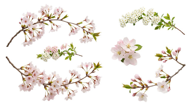 Set of delicate cherry blossom branches and spirea flowers isolated on white background