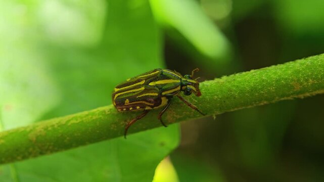Tiny yellow and black striped beetle crawling on a thorny green stem