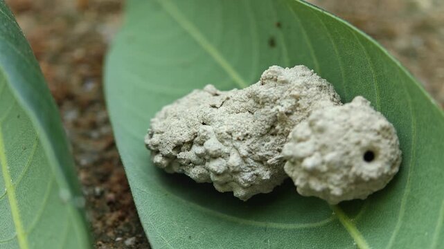 Mud Dauber Wasp Nest Built on a Green Tropical Leaf