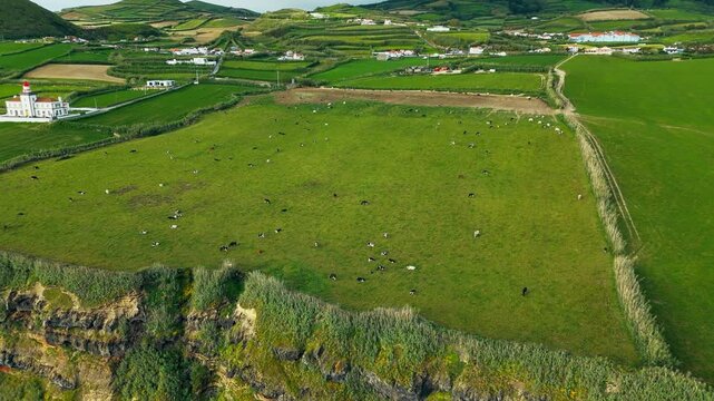 Pastoral scene with cattle herd in Azores, Sao Miguel Island. Aerial drone video