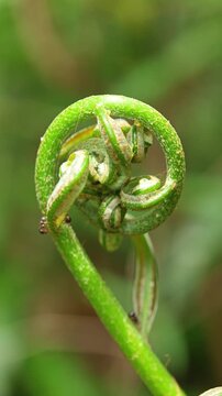 Macro shot of a young green fern frond tightly curled into a fiddlehead shape