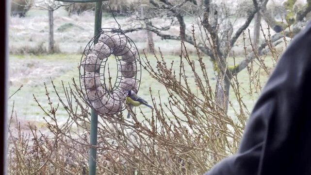 Blue tit feeding on a ring suet fat ball feeder in a frost-covered