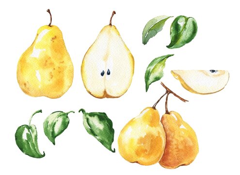 Watercolor pear with leaves set on white background. Hand drawin illustration