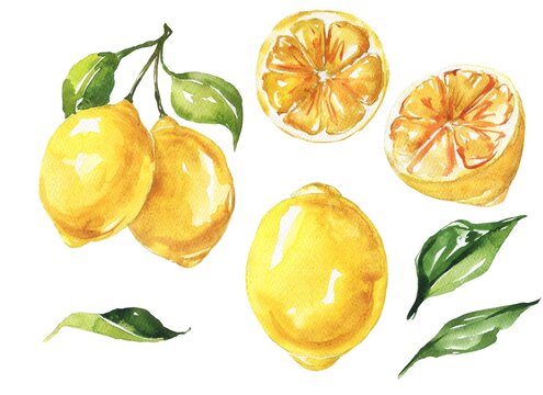 Watercolor lemon with leaves set on white background. Hand drawin illustration