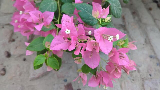 pink hydrangea flowers on wooden background