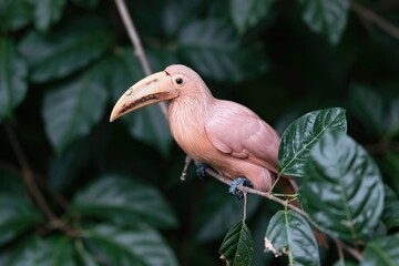 Fototapeta premium A blush pink keel-billed toucan perched on a slender branch, its detailed plumage and large beak set against deep emerald green leaves for bird wildlife