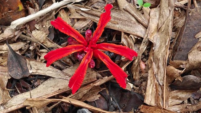 Vibrant Red Wild Earth Ginger Flower Blooming on Forest Floor. Also known as Etlingera coccinea flower plant.