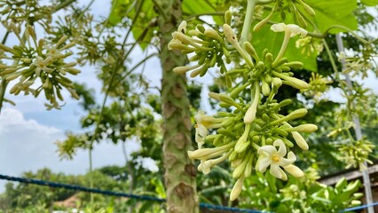 Fototapeta premium Clusters of white papaya flowers and green buds growing on a tropical tree branch against a sky background