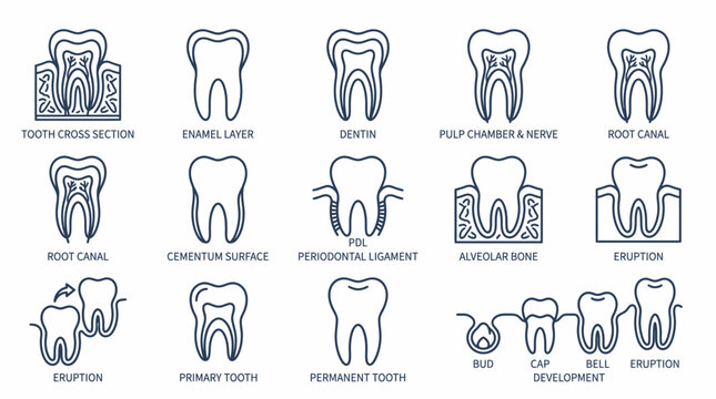 Set of dental anatomy icons representing tooth structure and development.