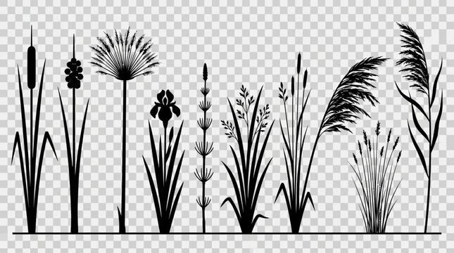 Set of silhouettes of aquatic plants and reeds.