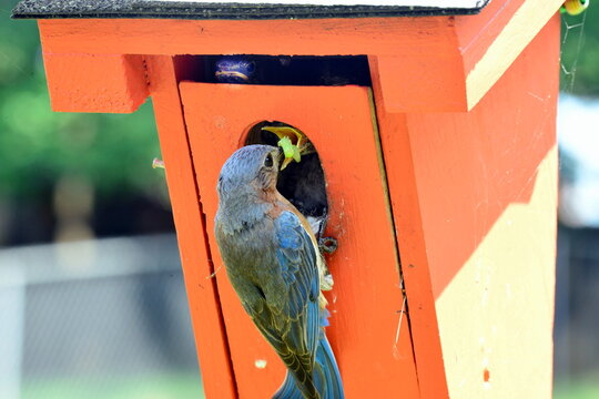 Three bluebird chicks in a backyard birdhouse looking out for and being fed insects by their bluebird father. 