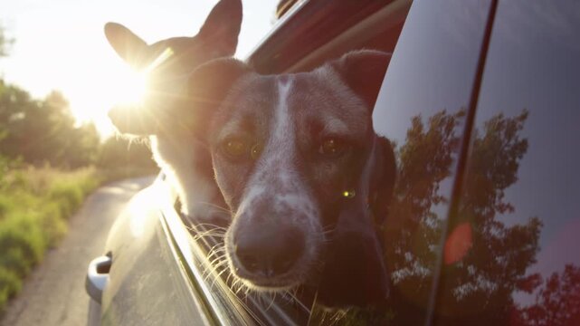 LENS FLARE, CLOSE UP, DOF: Pair of dogs lean out of a car window during a car ride in golden hour on island of Hvar. Summer road trip portrait filled with freedom, curiosity and coastal atmosphere.