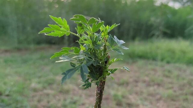Young Green Oak Sapling Tree with Fresh Spring Leaves Growing in Natural Outdoor Forest Environment
