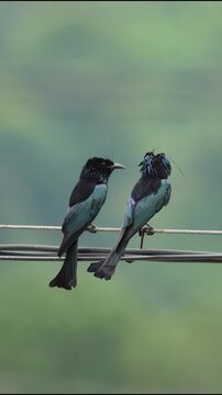 Two hair-crested drongo birds with glossy black and iridescent blue plumage perched together on a utility wire against a blurred green background.