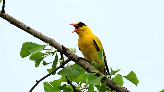 A vibrant yellow black-naped oriole bird perched on a ginkgo tree branch with green leaves against a clear sky background.