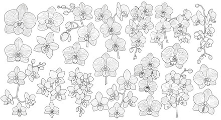 Fototapeta premium Comprehensive set of orchid flower line drawings displaying various bloom shapes and delicate botanical details.