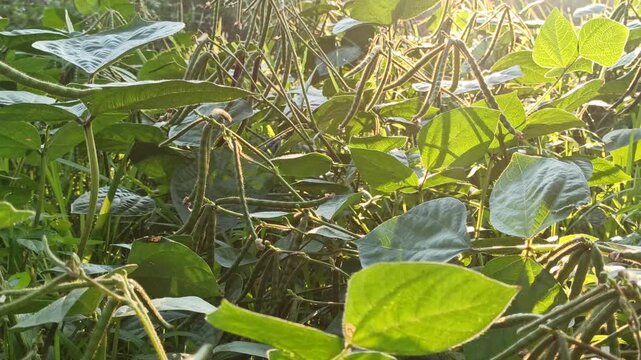 Healthy mung bean (Vigna radiata) plants entering the pod formation stage, showing early fruit development in a tropical agricultural field.