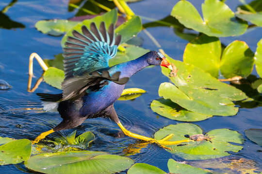 Purple gallinule pulling out its wings while stepping wide across lily pads along the Anhinga Trail in the Florida Everglades