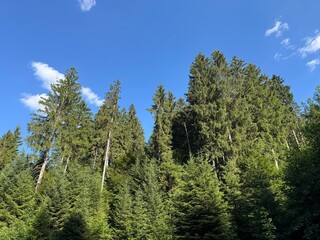 Fototapeta premium Mixed forest in the Black Forest National Park or mixed trees of the Black Forest, Germany - Mischwald im Nationalpark Schwarzwald oder Mischwälder des Schwarzwaldes, Deutschland