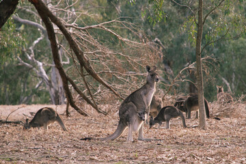 Obraz premium kangaroo and baby in the wild