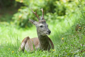 Fototapeten Rehe roe deer  © kevin