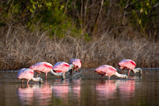 Group of roseate spoonbills foraging in a row across the brackish water of a pond
