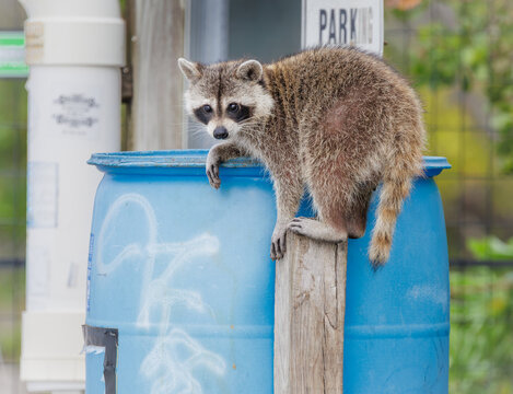 Female raccoon foraging for scraps in a parking lot next to a bay in Melbourne Florida. The Common Raccoon native to North America.