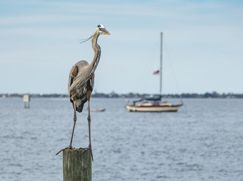 Great Blue Heron perched on a fishing pier in a coastal inlet of Melbourne Beach Florida.