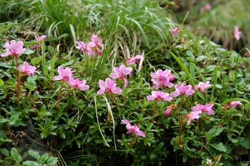 Fototapeta premium Rhododendron redowskianum thriving in the harsh, rocky environment of Mount Paektu’s high peaks. These delicate pink flowers demonstrate the resilience of alpine plants in Baekdusan.