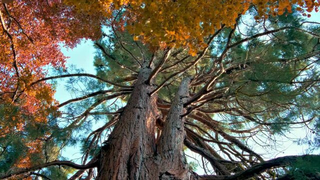 Looking up at a giant sequoia tree with colorful leaves on a sunny day.