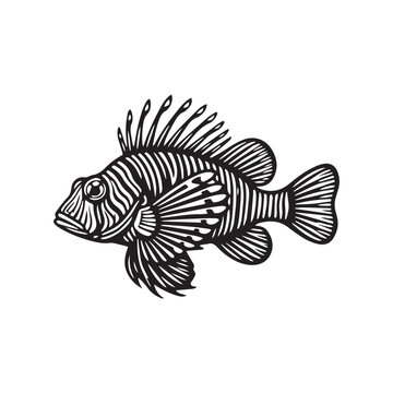 vector illustration of a lionfish