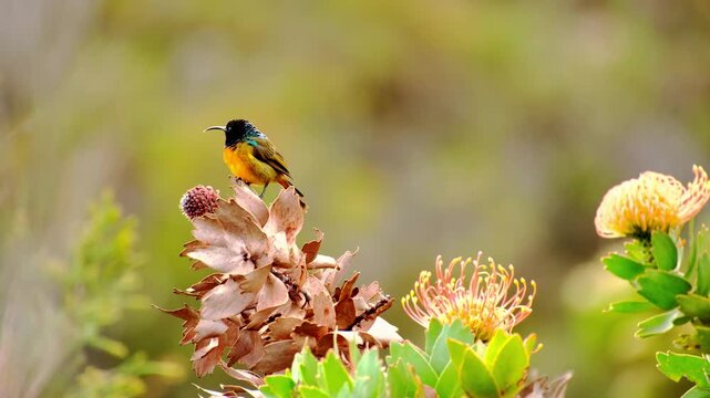Small colorful sunbird perched on dry protea flower.