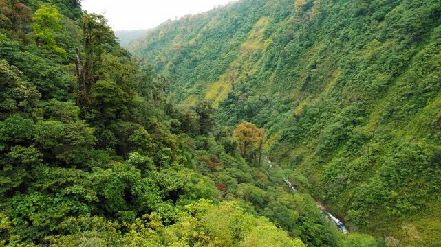 Lush tropical rainforest covering deep valley with vibrant trees in Costa Rica