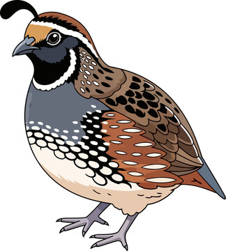 Detailed brown and grey quail bird standing in a vector illustration style