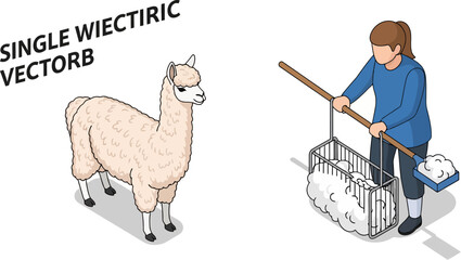 Isometric vector showing person collecting alpaca wool fleece next to standing alpaca © Id_Stock