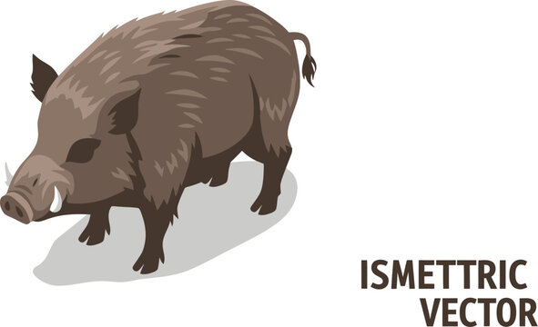 Wild boar standing with sharp tusks isometric vector illustration on transparent background