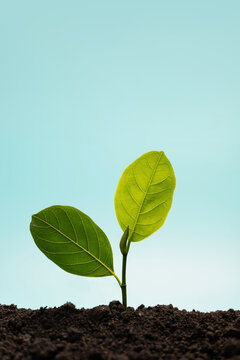 Young green plant growing from soil under blue sky representing nature growth
