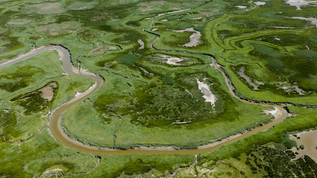 Aerial view of Drowned Land of Saeftinghe featuring winding tidal channels, lush green salt marshes, and intricate mudflats in Nieuw Namen, Zeeland, Netherlands.