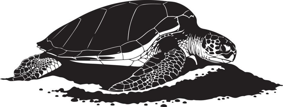Sea turtle silhouette vector illustration of a cute young turtle walking, isolated on white background, wildlife reptile close-up showing shell carapace in nature