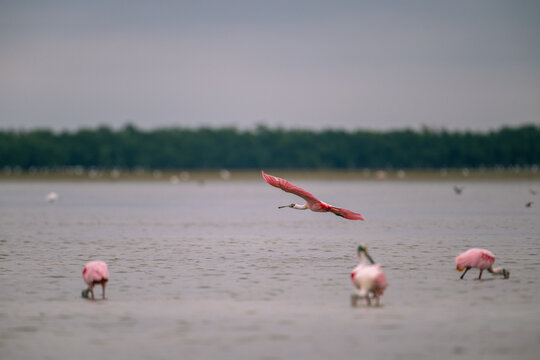 Roseate spoonbill in flight over a wading flock on overcast mudflats in the Everglades Florida