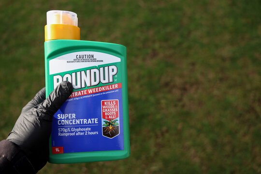 Perth, Western Australia, Australia - July 5 2026: Gloved hand holding Roundup super concentrate weedkiller. Controversial broad spectrum glyphosate chemical herbicide. Domestic and agriculture use