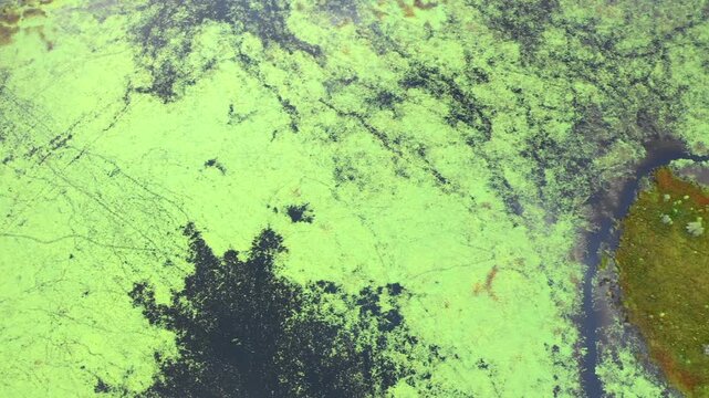 Drone view of algae bloom covering a tranquil swamp and surrounding green marshland.