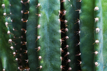 The San Pedro Cactus, scientifically known as Echinopsis pachanoi. © Sanpatch Chindathong