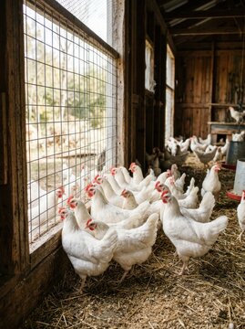 A group of white chickens stands in a rustic chicken coop. The chickens are gathered near a window with a wire mesh.
