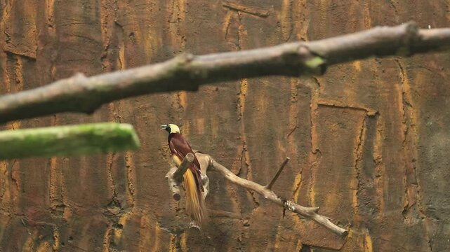 A magnificent bird-of-paradise performs its elaborate courtship dance while perched on a tree branch in its natural tropical rainforest habitat