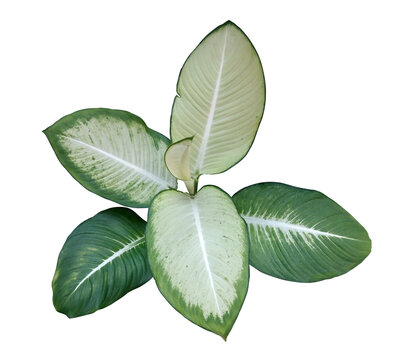 Variegated Dieffenbachia Plant Isolated on Transparent Background