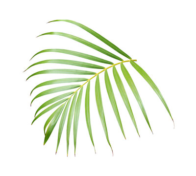Exotic palm leaf botanical element on transparent background